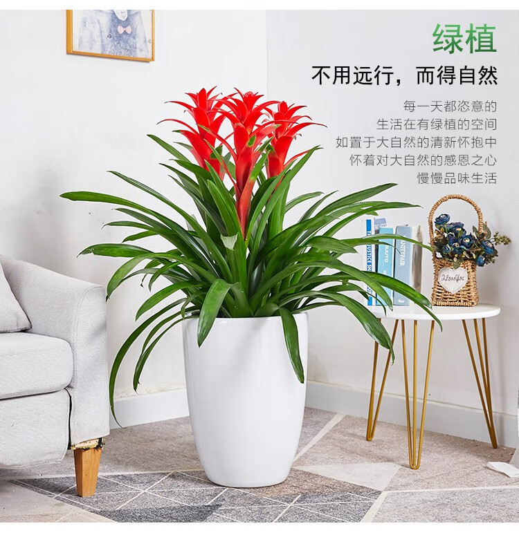 【開花花卉】開業用鴻運當頭
